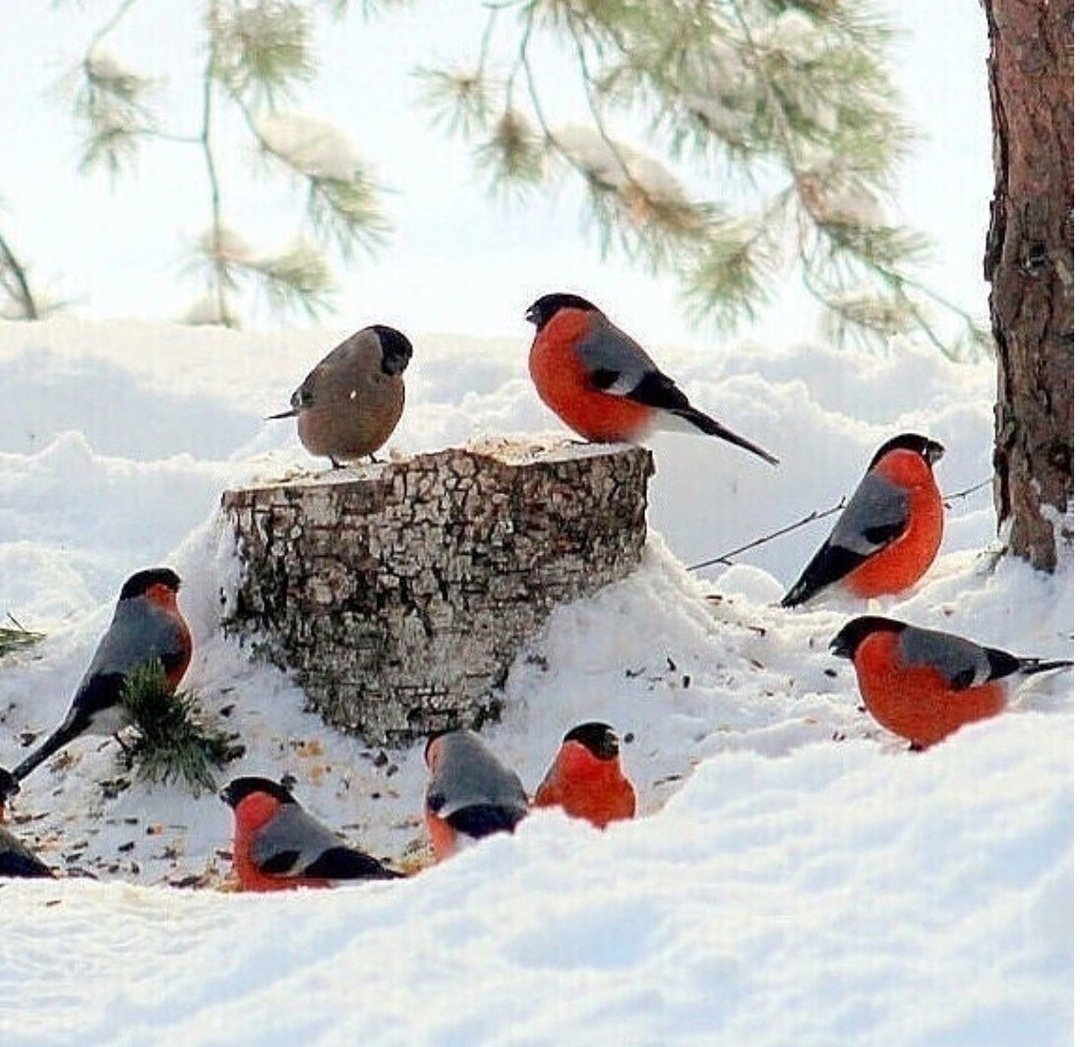 Снегири на снегу
