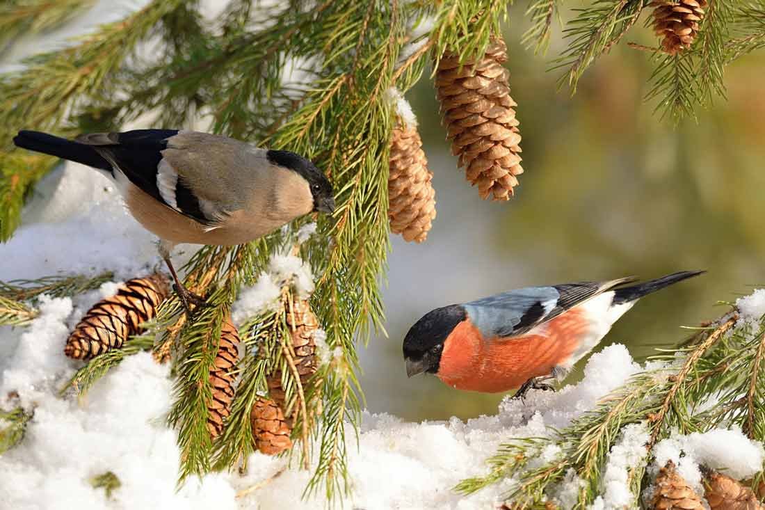 Снегири в зимнем лесу