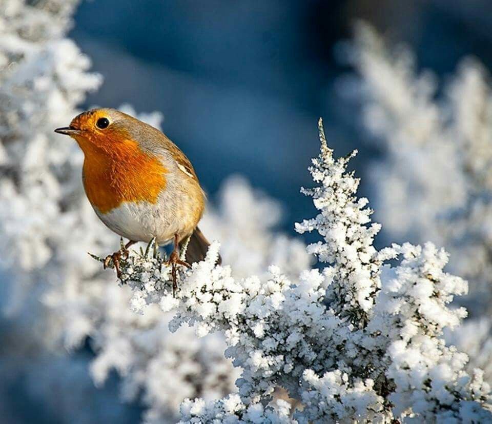 Зарянка зимой