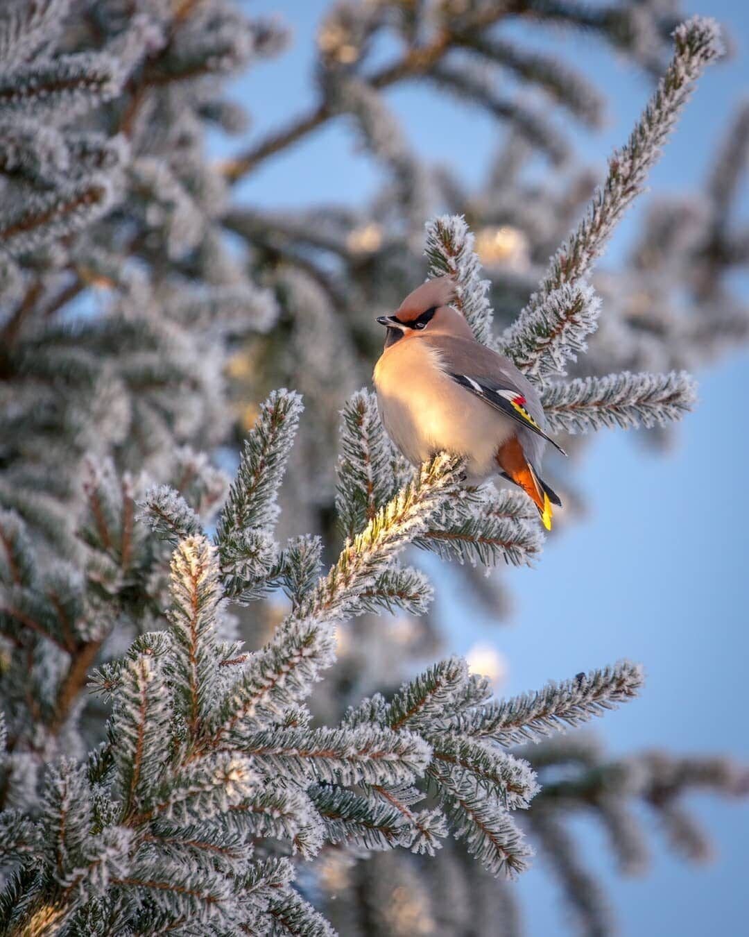 Птицы на ветке зимой