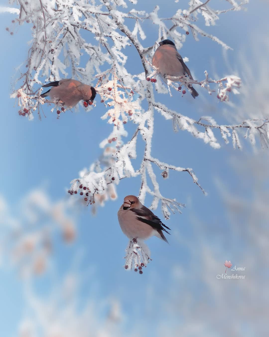 Птицы зимой