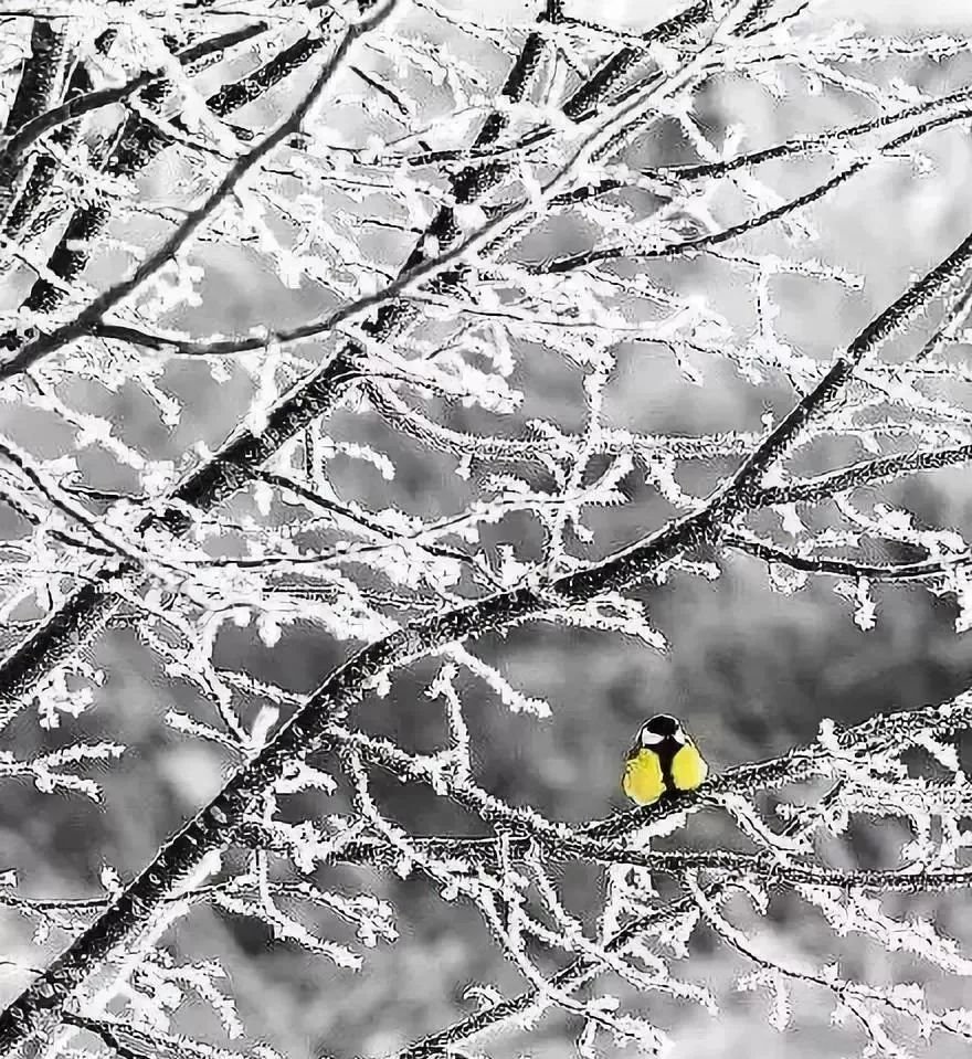 Синички на снегу