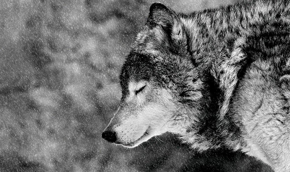 Одиночество волк