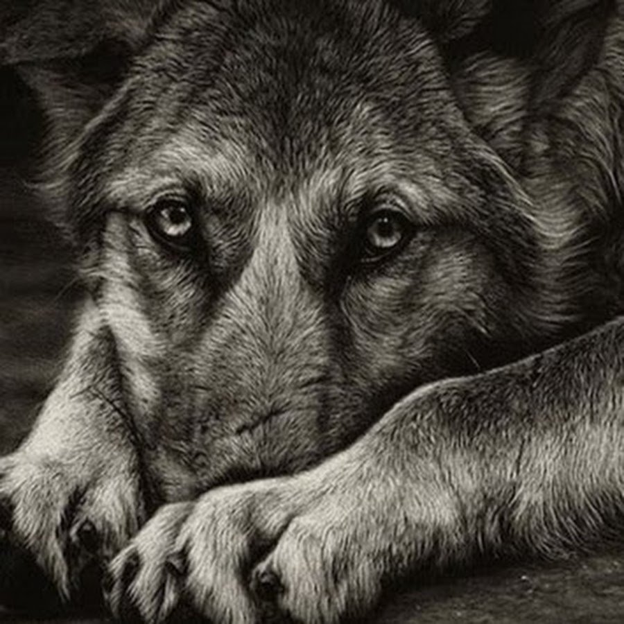 Грустный волк рисунок