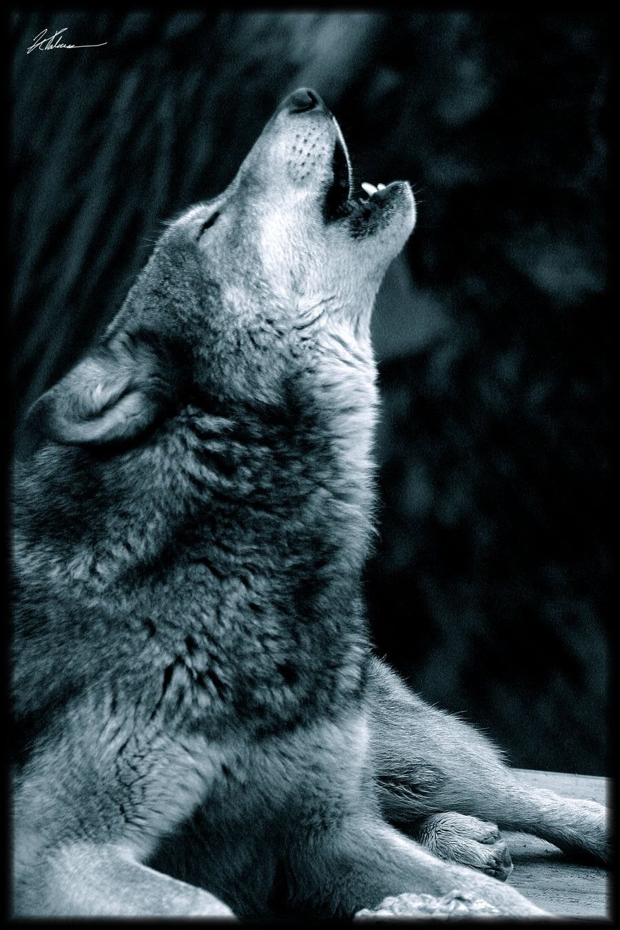 Воющий волк