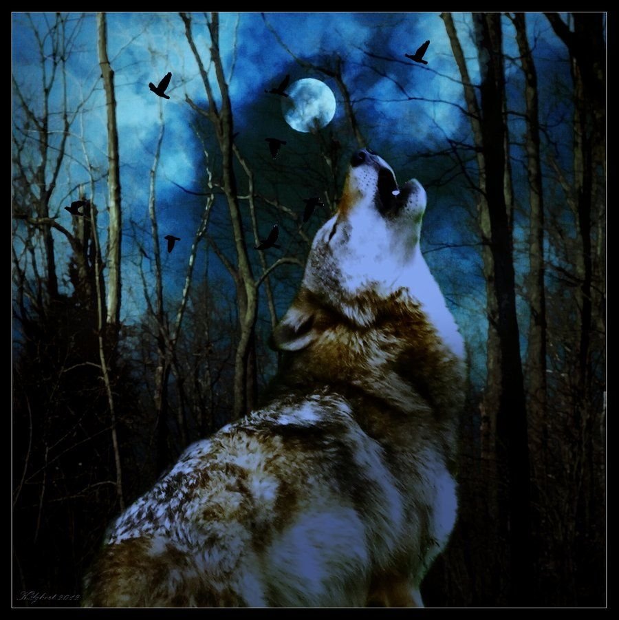 Волк под дождем