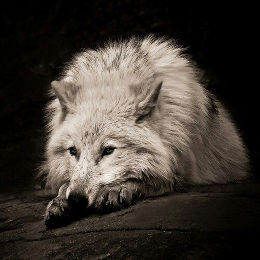 Волк грустит