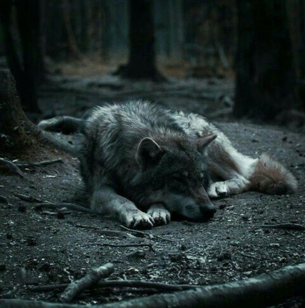 Грустный волк