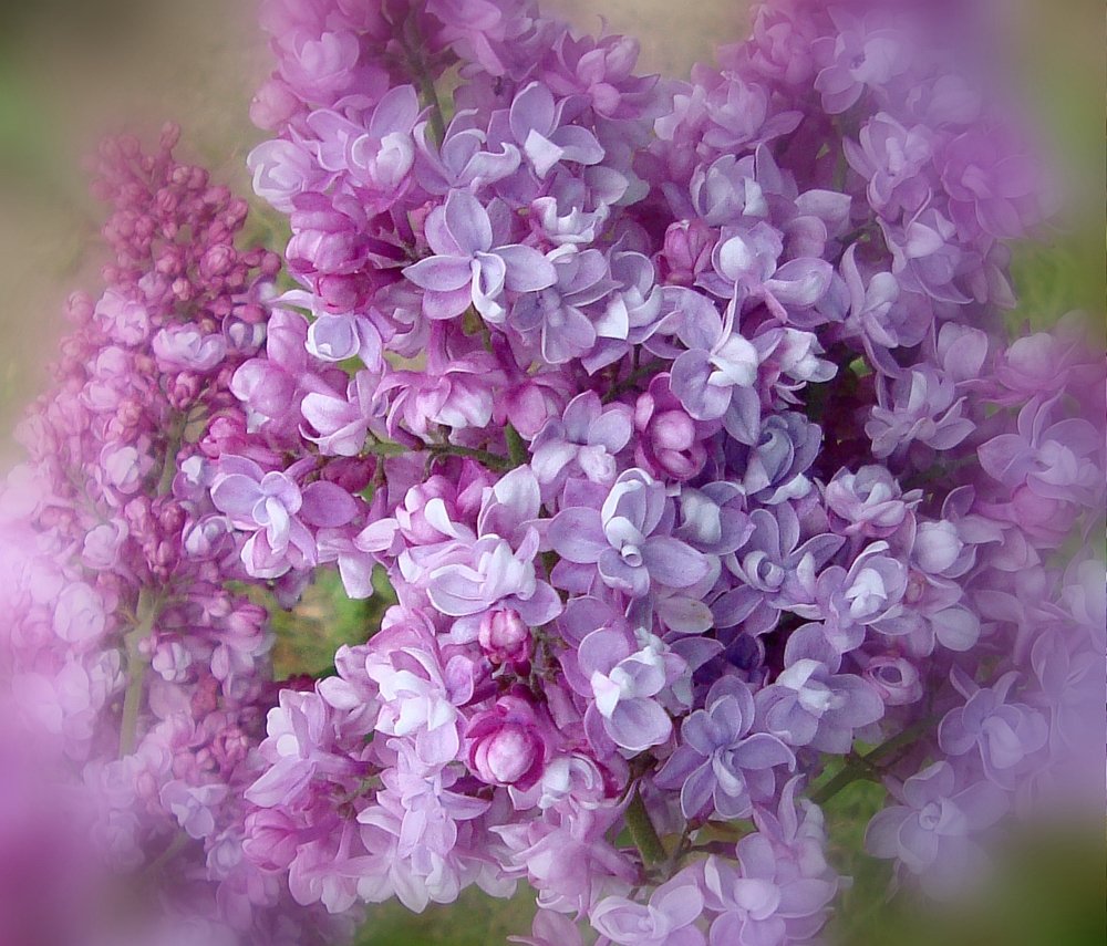 Сирень Розмари