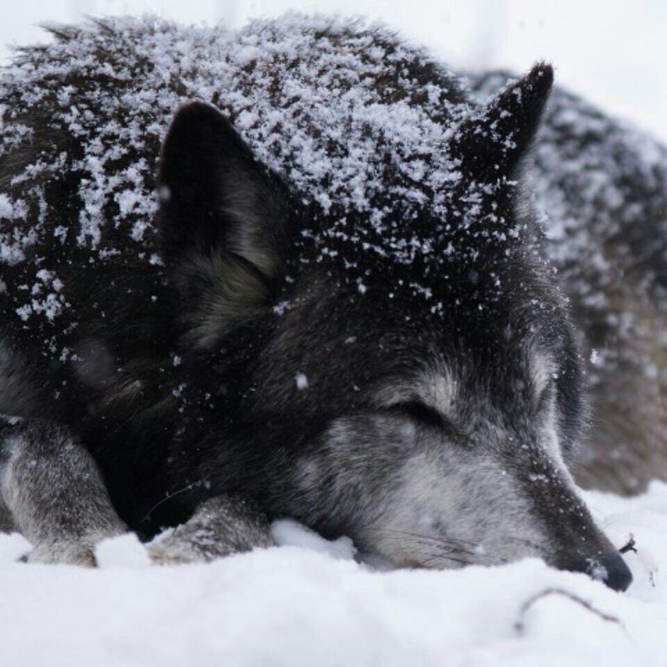 Волк в снегу