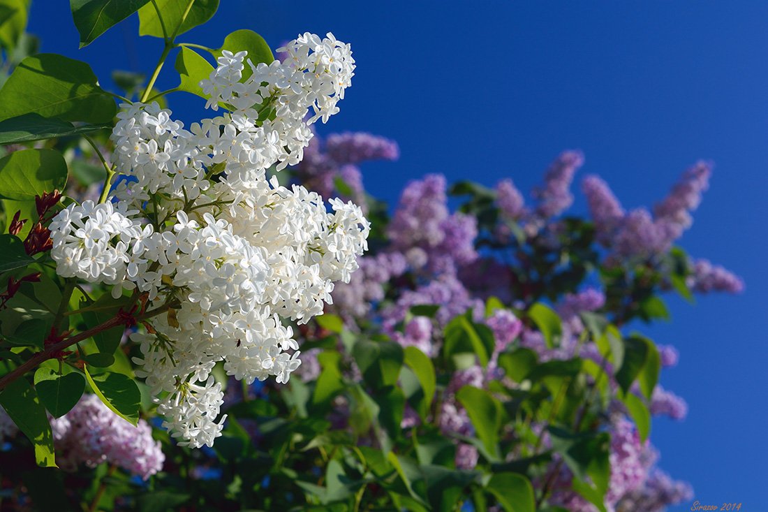 Сирень красиво