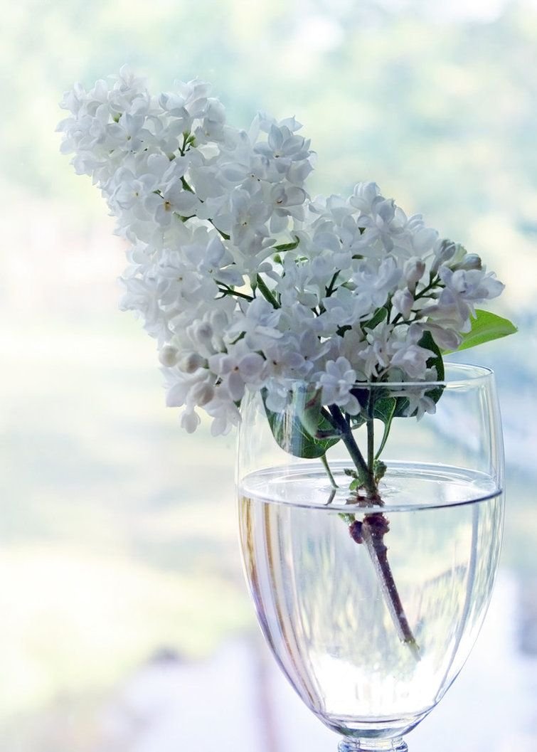 Цветы в воде в вазе