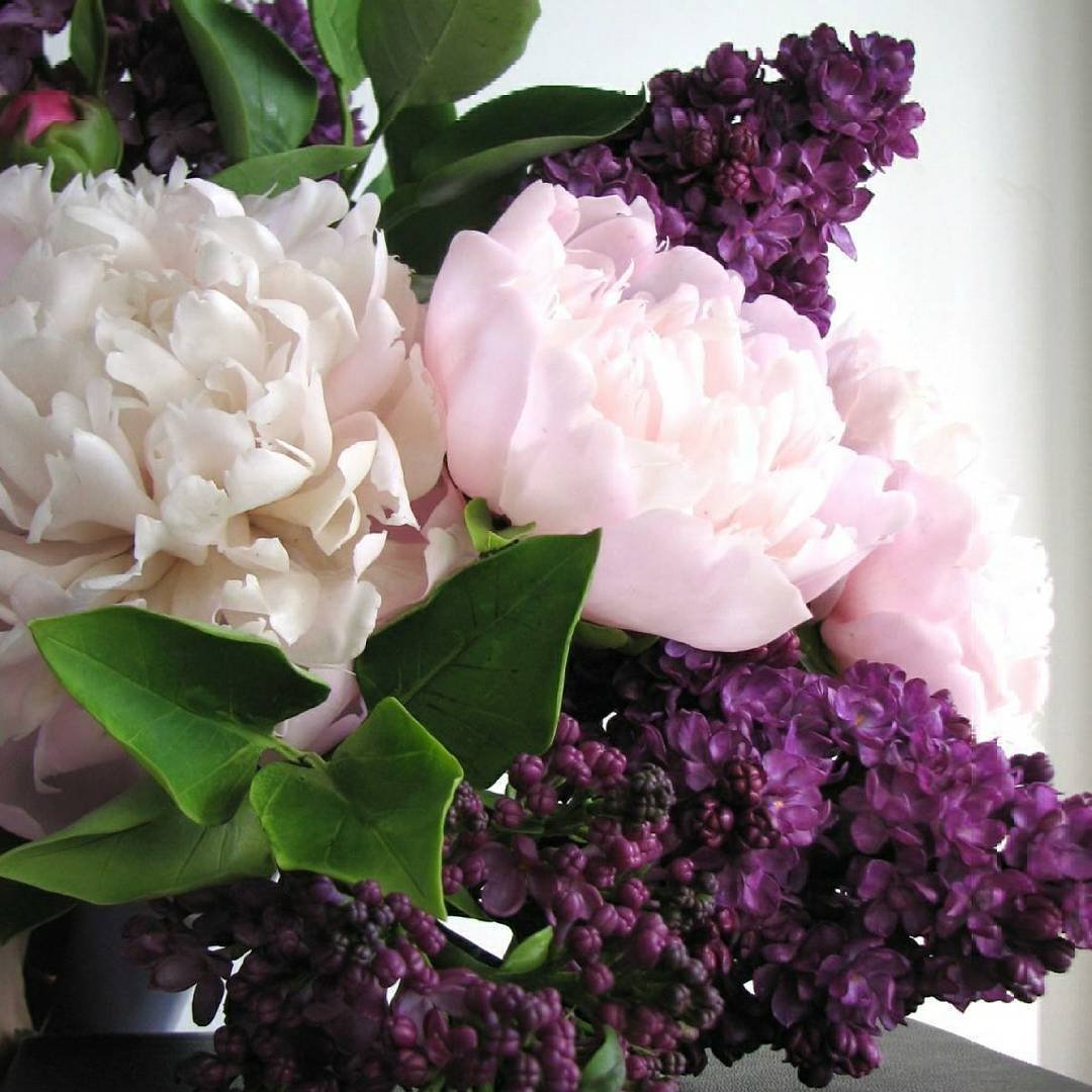 Пионы с сиренью