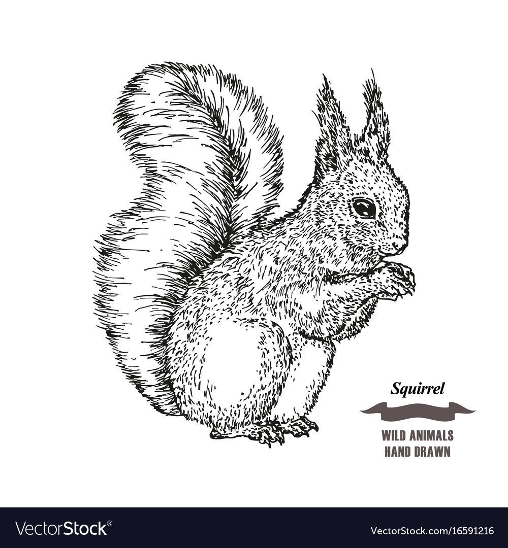 Раскраска Белочка