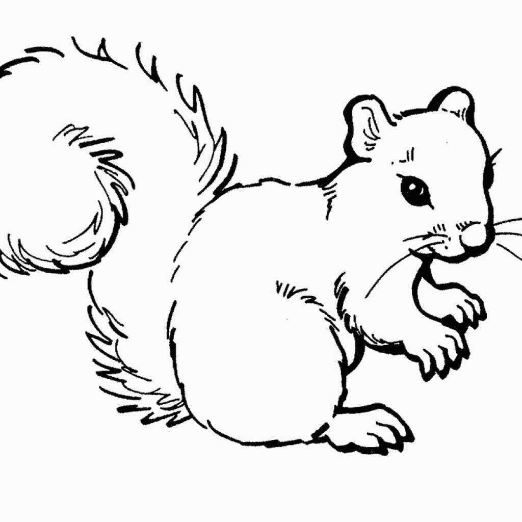Grey Squirrel Worksheet