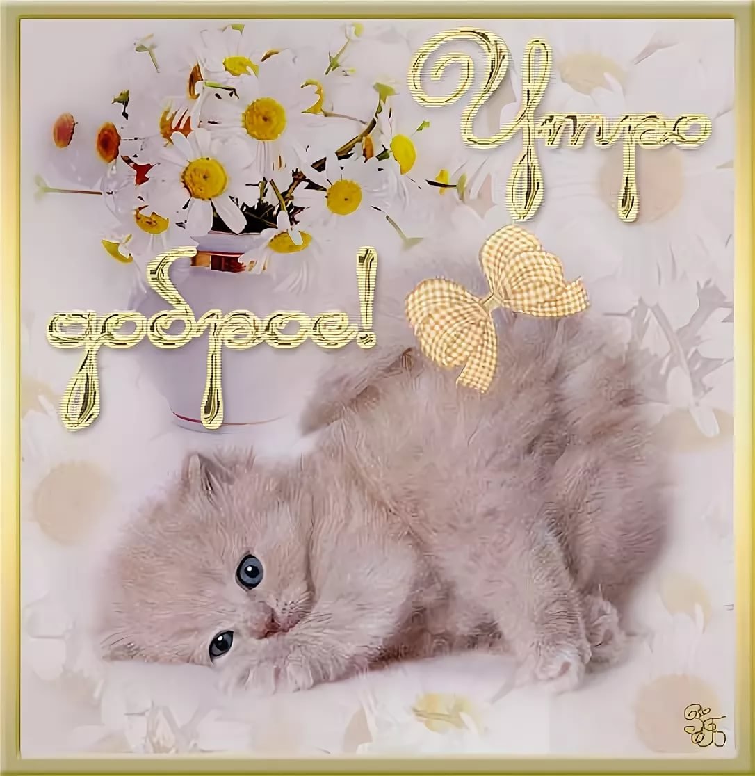 Доброе утро котенок