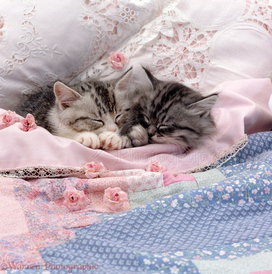 Спокойной ночи с кошками