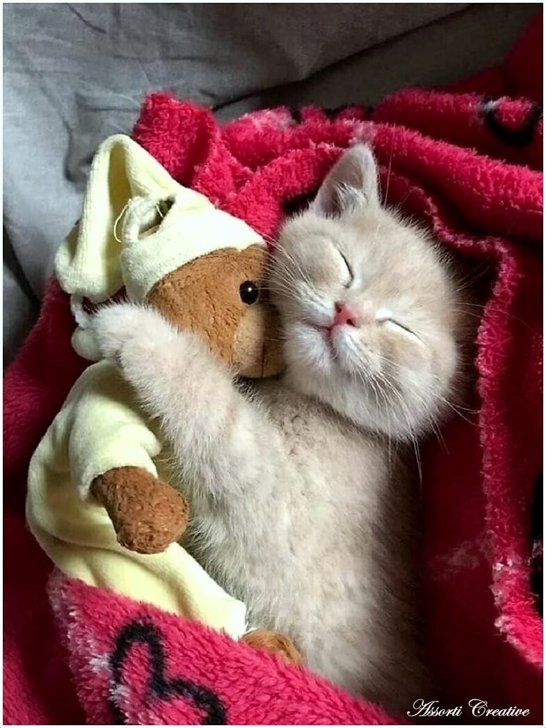 Спокойной морозной ночи котенок