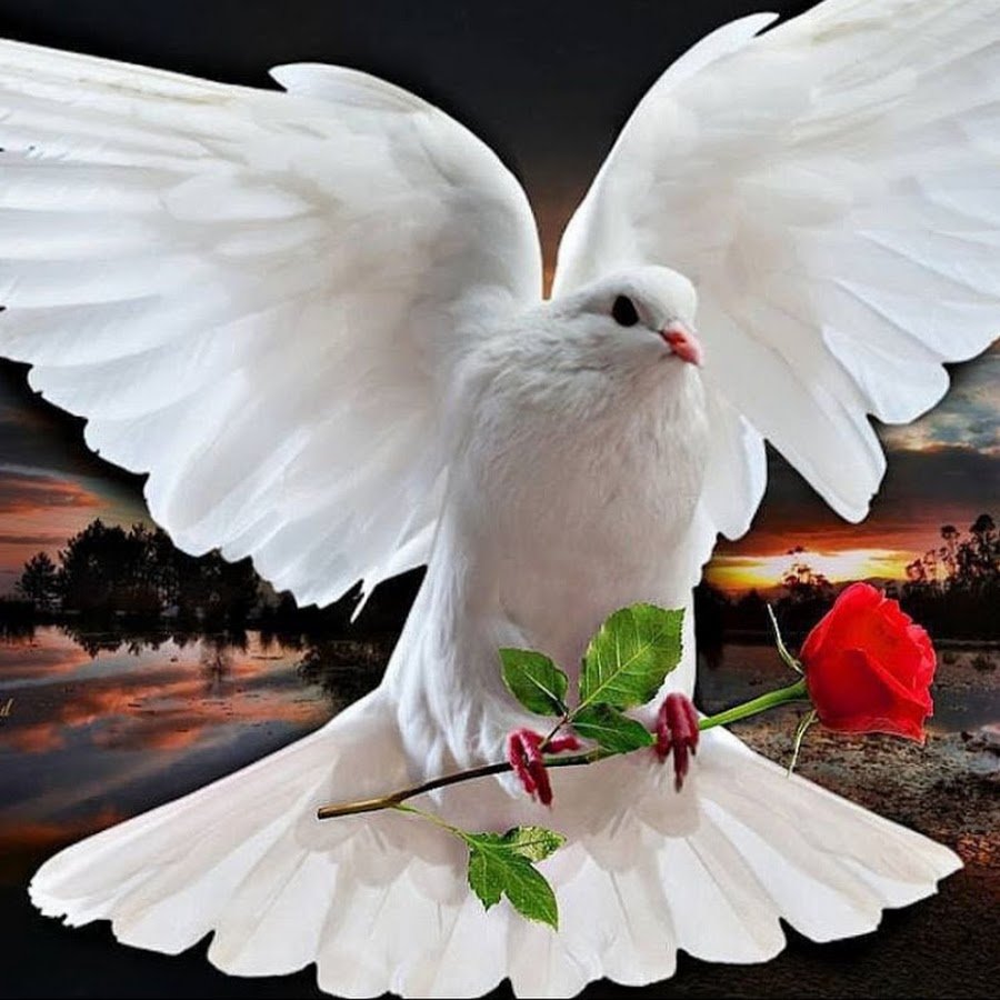 Алмазная мозайка голуби