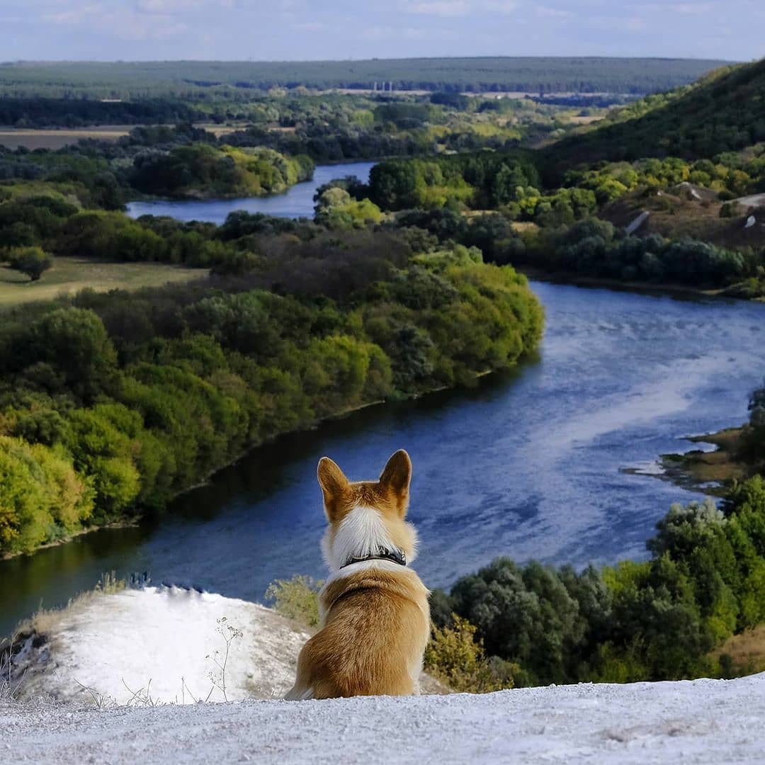 Сторожевое Воронеж