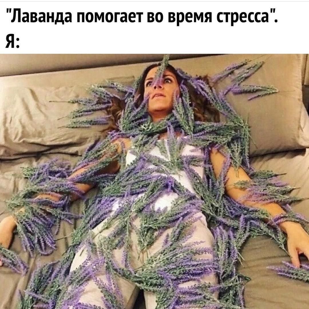 Лаванда от стресса Мем