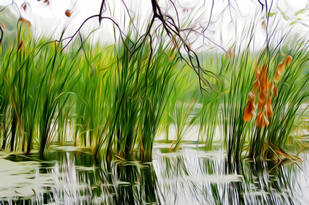 Болото картинка для детей