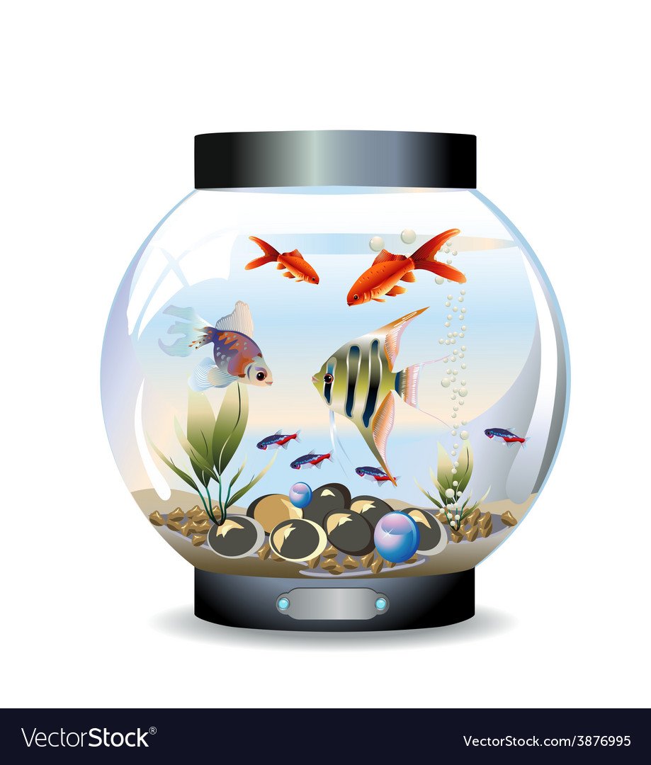 Круглые водоросли для аквариума