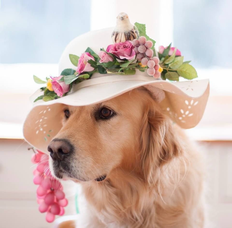 Привет хорошего дня