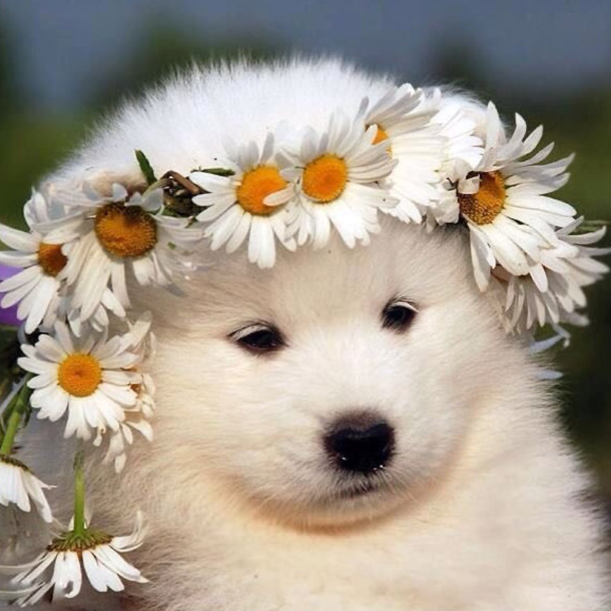 Кошка в шляпе