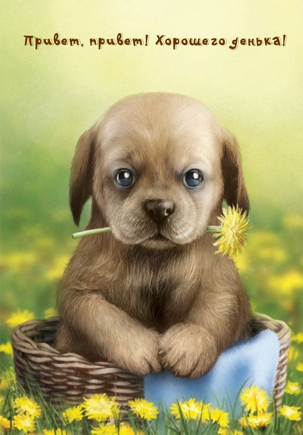 Прикольные приветствия