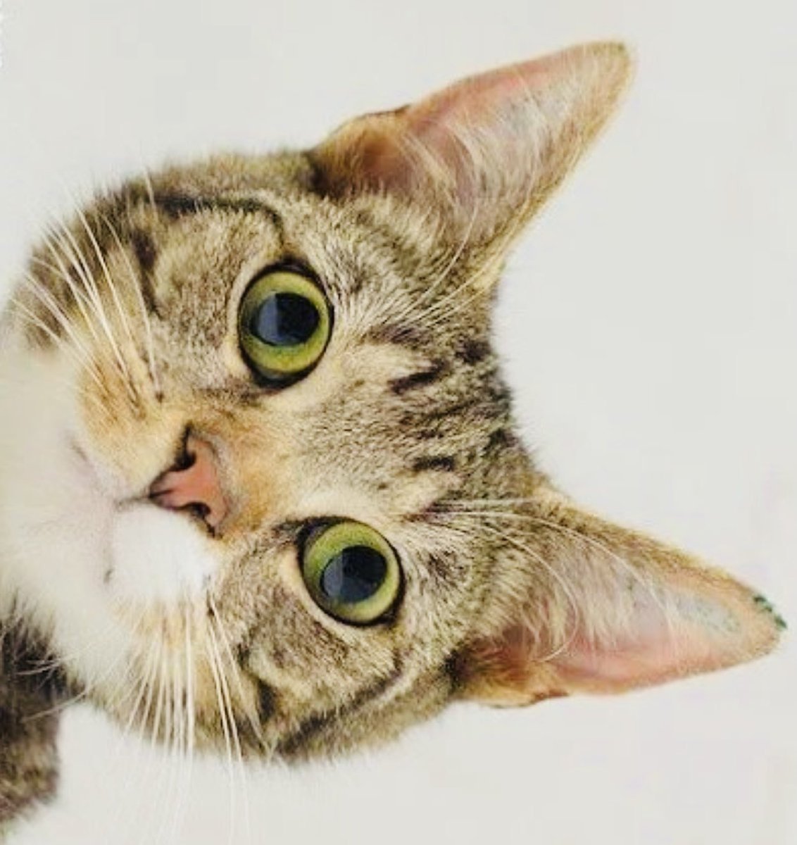 Sydney Hanson художник