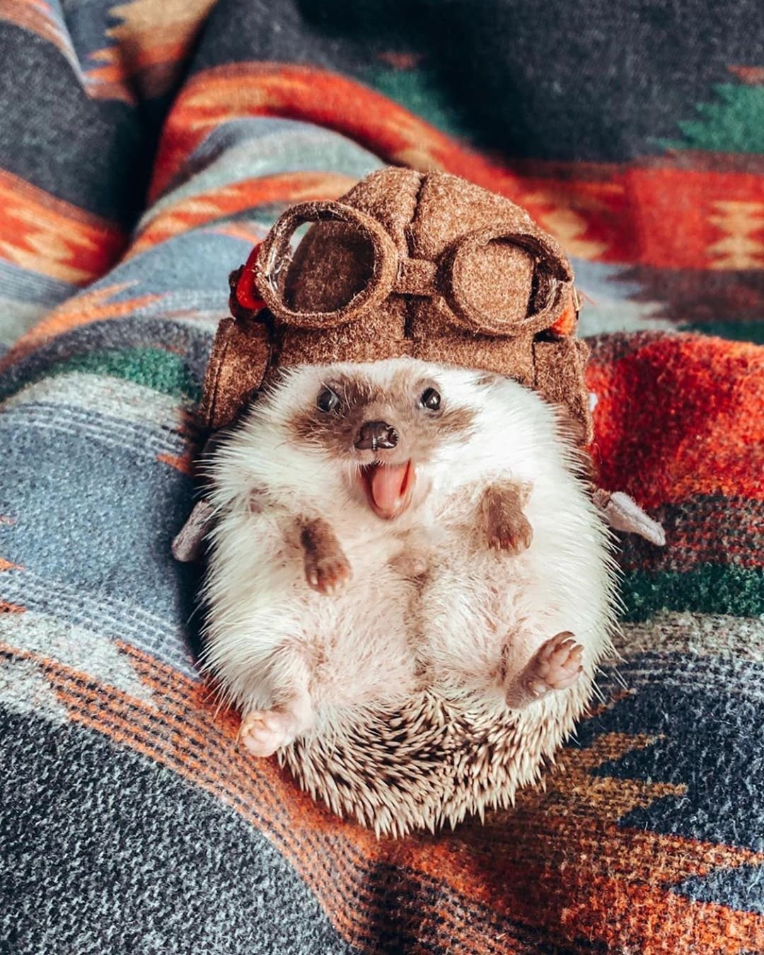 Кот подмигивает