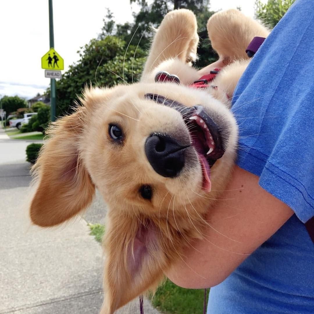 Собачка с цветами в зубах