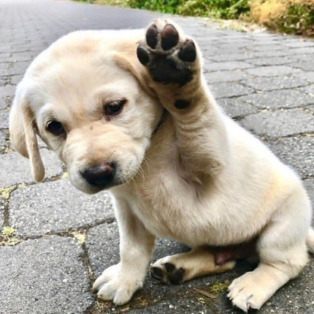 Милые собачки Эстетика