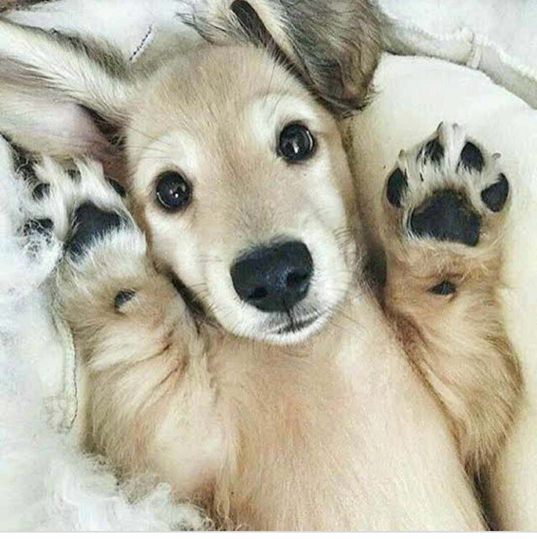 Животные Эстетика