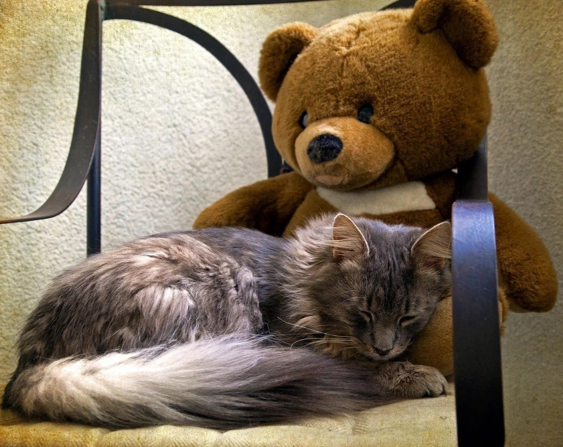 Котенок и Медвежонок