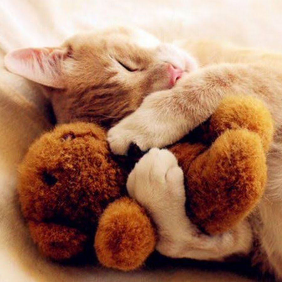 Котики обнимаются