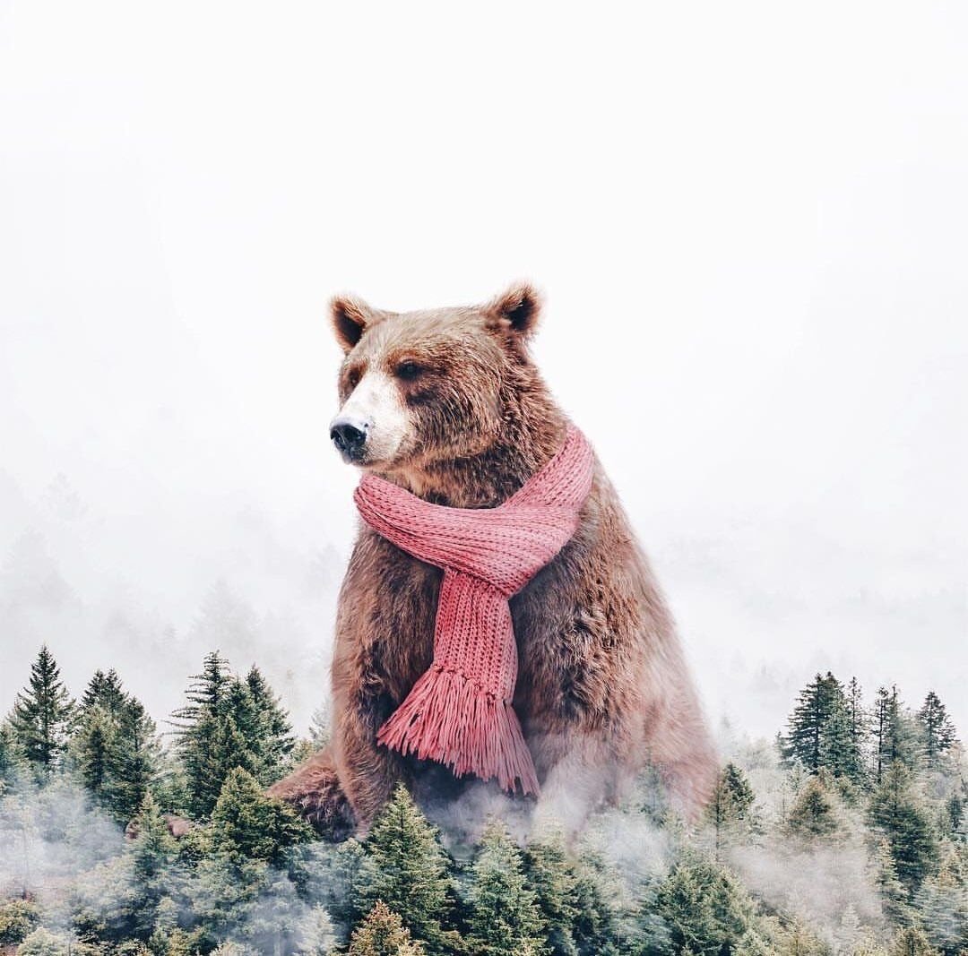 Медведь сюрреализм