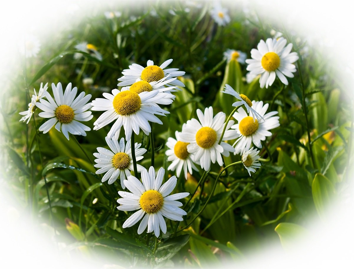 Ромашка символ