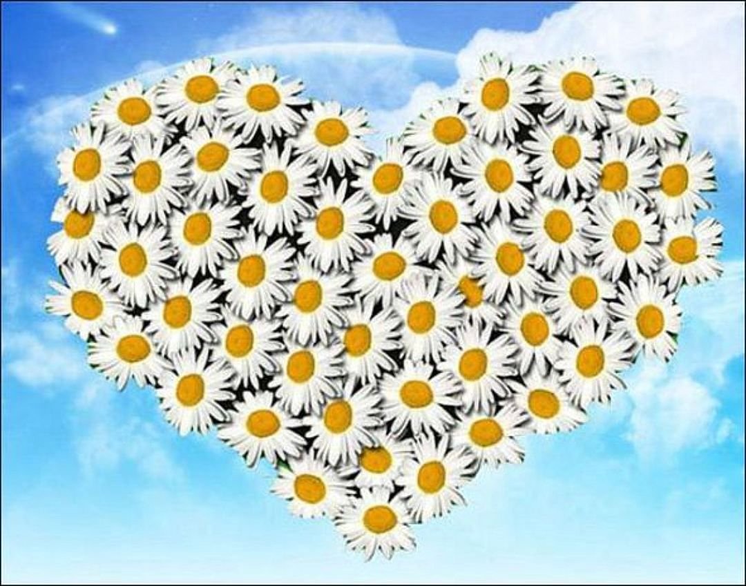 Сердечко из ромашек