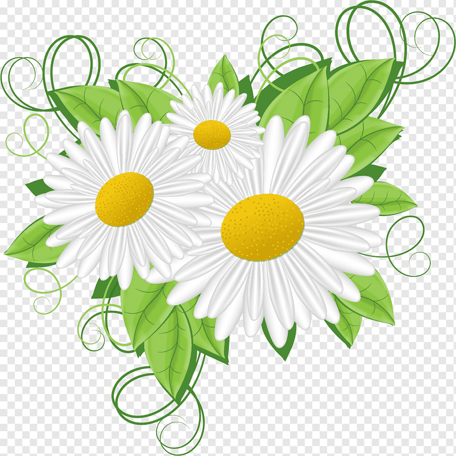 Ромашка цветок любви и верности