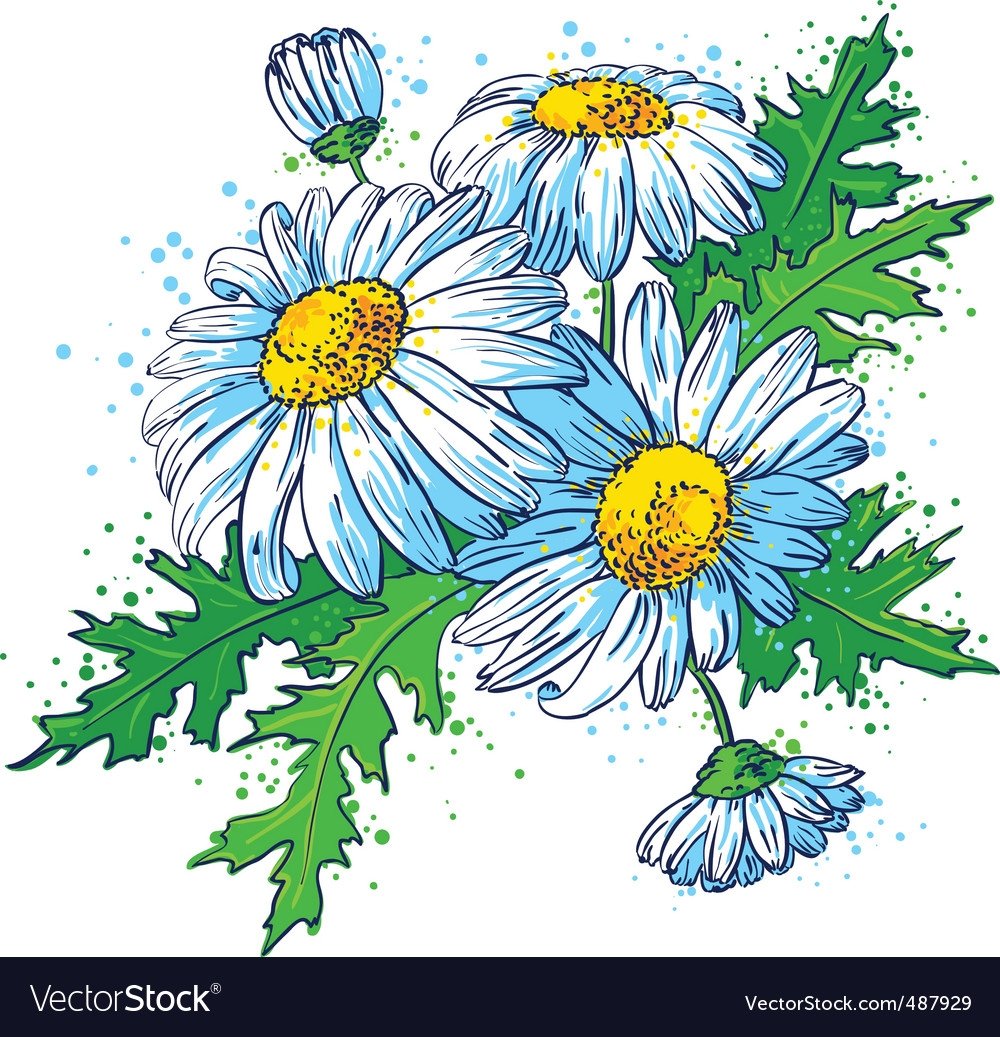 Ромашка рисунок на прозрачном фоне