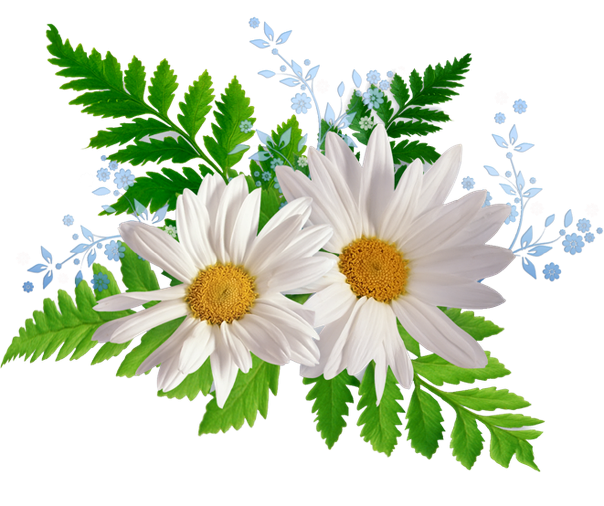 Символ праздника Ромашка