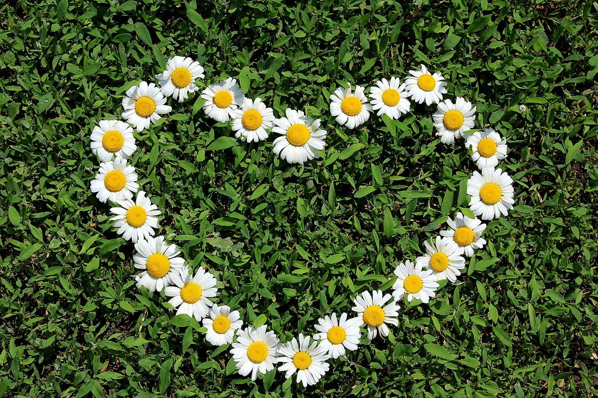 Букет ромашек сердечком