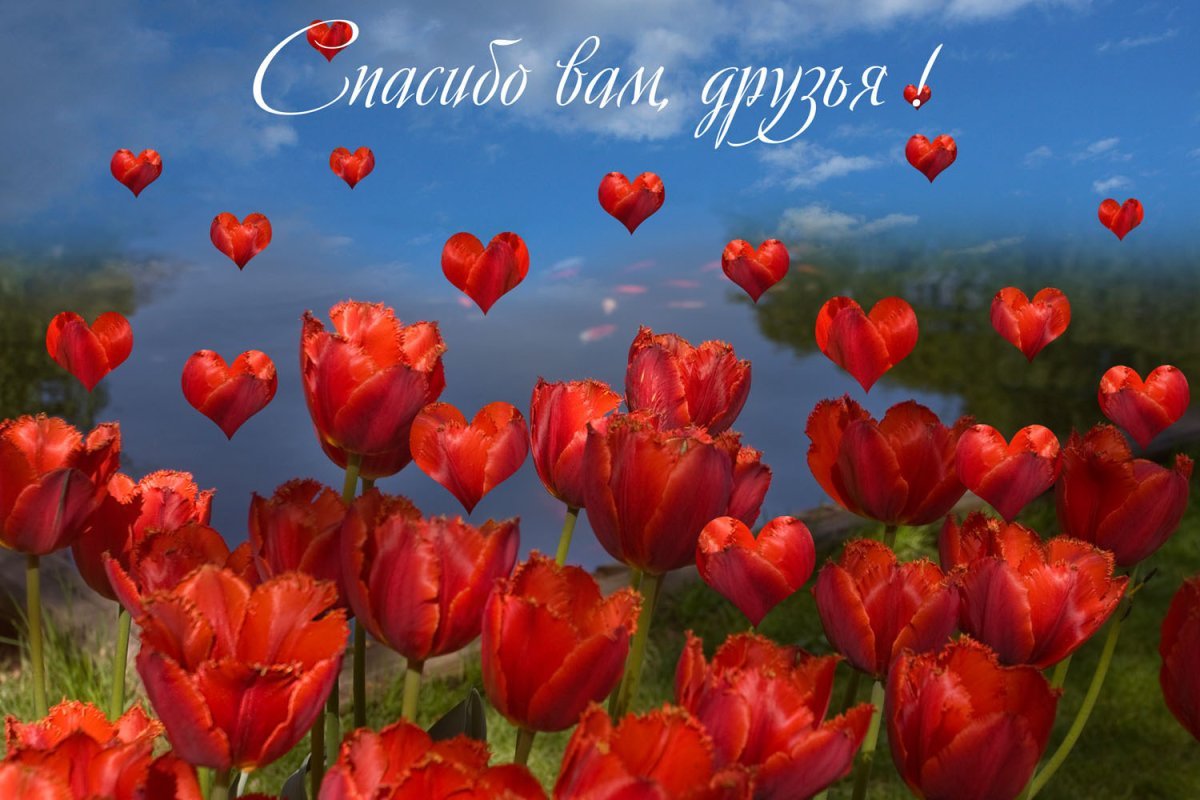 Спасибо вам друзья