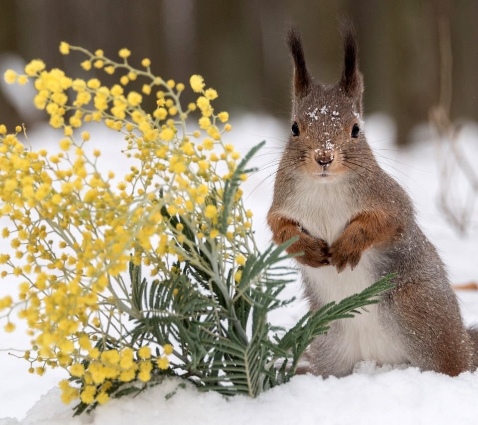 Ранняя Весна животные