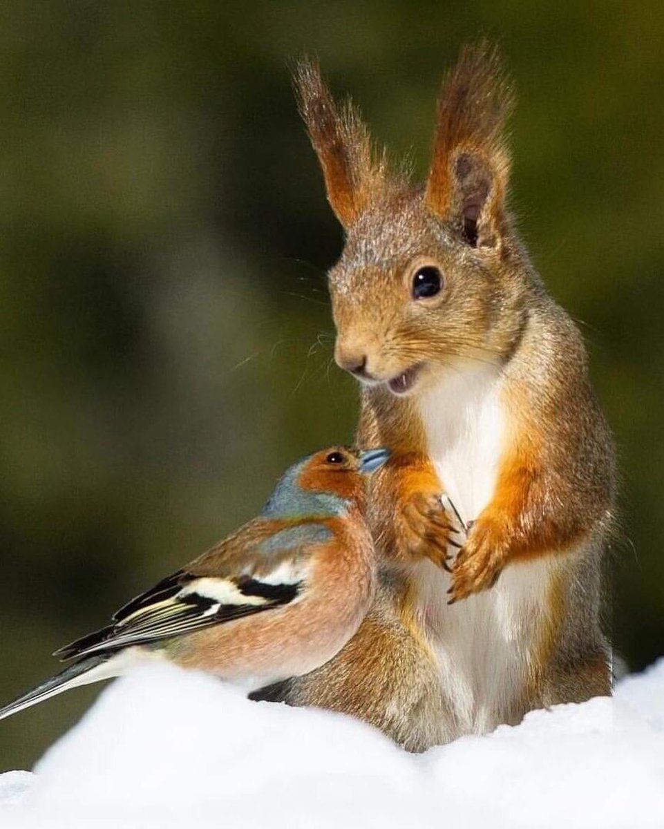 Белка и заяц