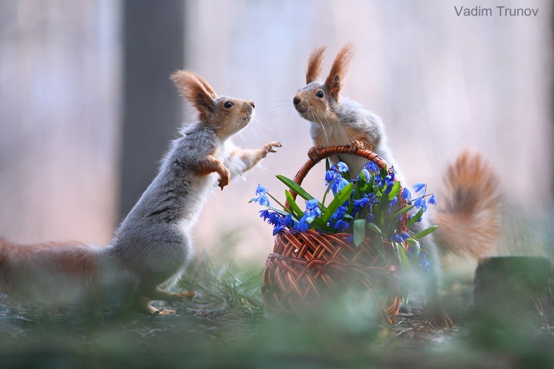 Вадим Трунов фотограф белки