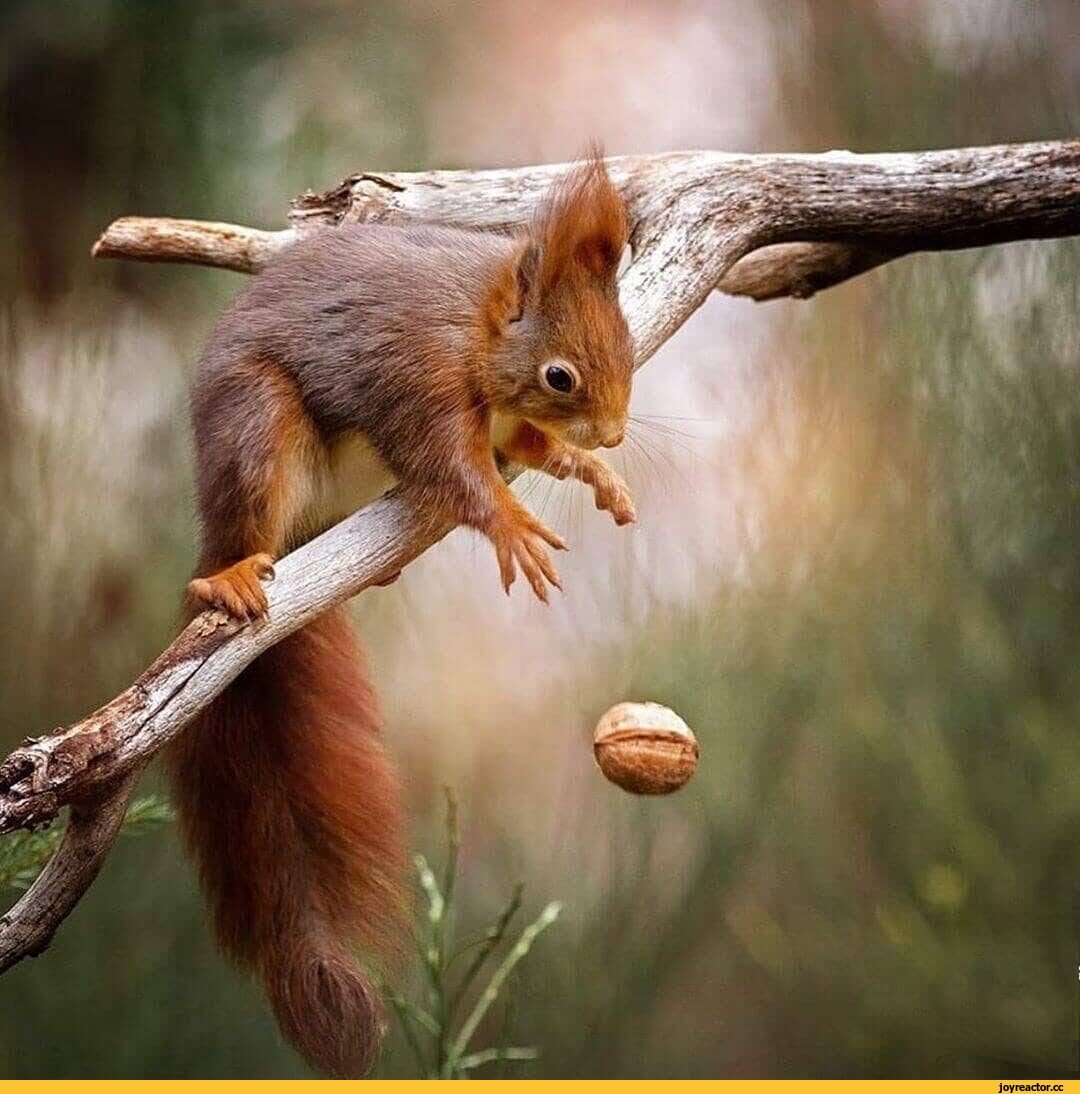 Радостная белка