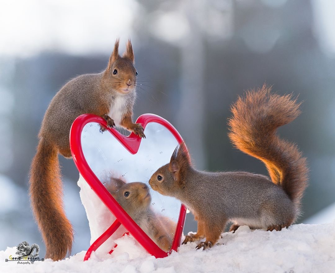 Белочка с сердечком